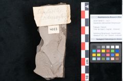 Foto (Objekt + Etikett) von Sapotacites sideroxyloides Ettingshausen (NHMW-GEO-2024-0188-8013)